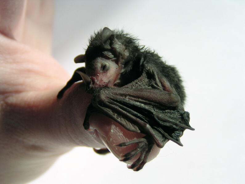 Fledermaus 